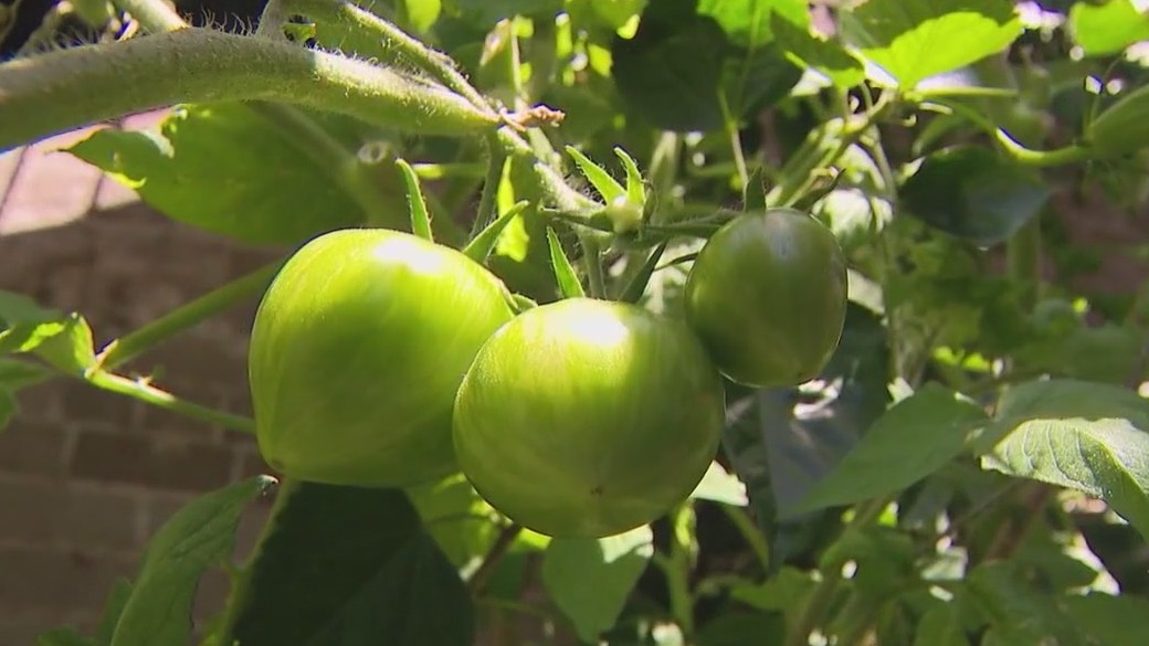 Recreo Cantina takes farm to table a step further