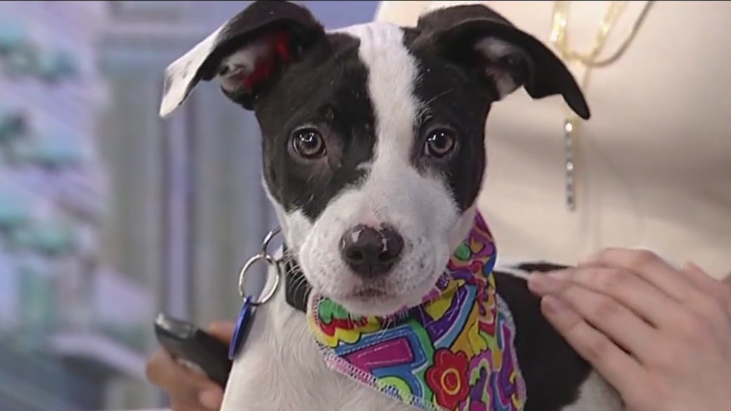 Meet Lemonade: Our Pet of the Day