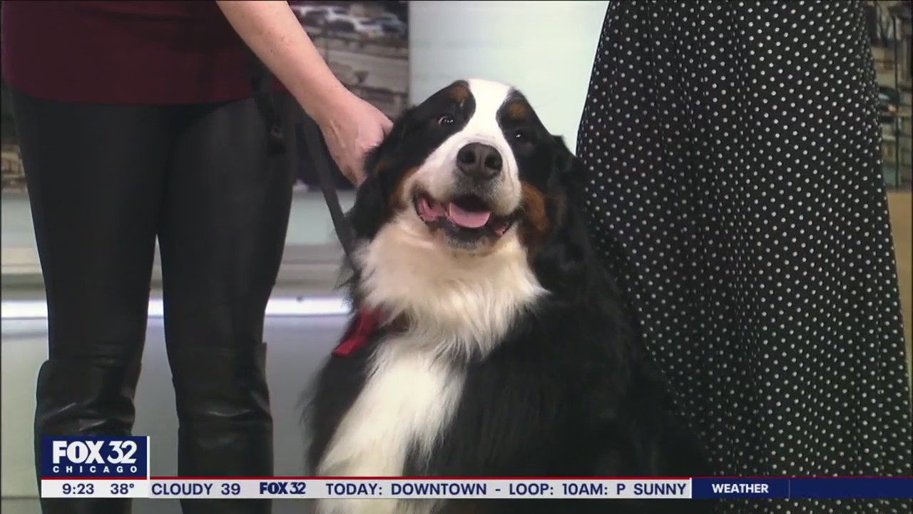 Hopkins the big dog with big feelings on Good Day Chicago