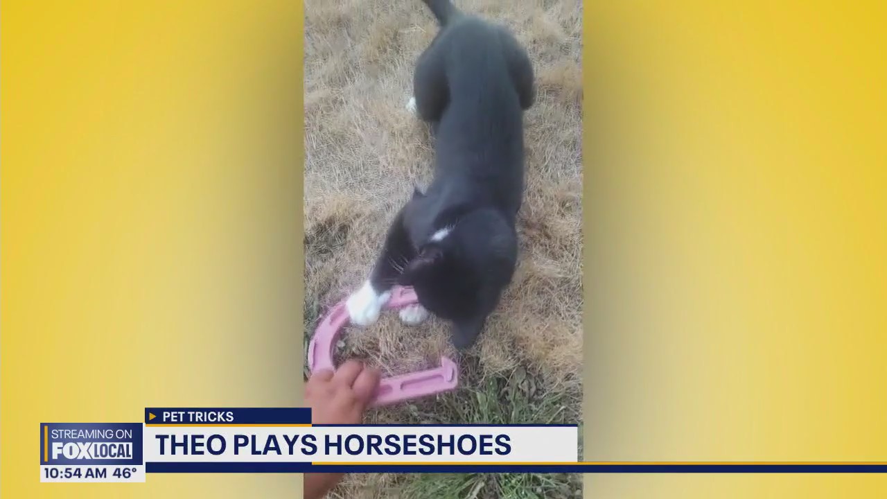 Good Day Pet Tricks for Tuesday, Oct. 28