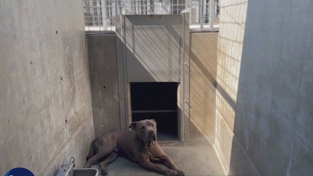 LA's animal services faces audit