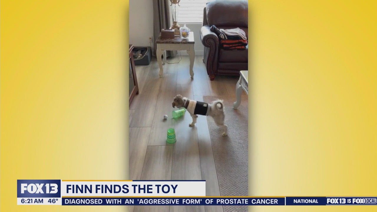 Pet Tricks for Monday, May 19