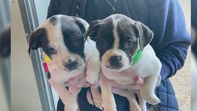 PAWS Chicago to welcome over 30 dogs from Houston