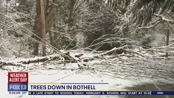 Heavy snow causes trees to fall in Bothell, WA