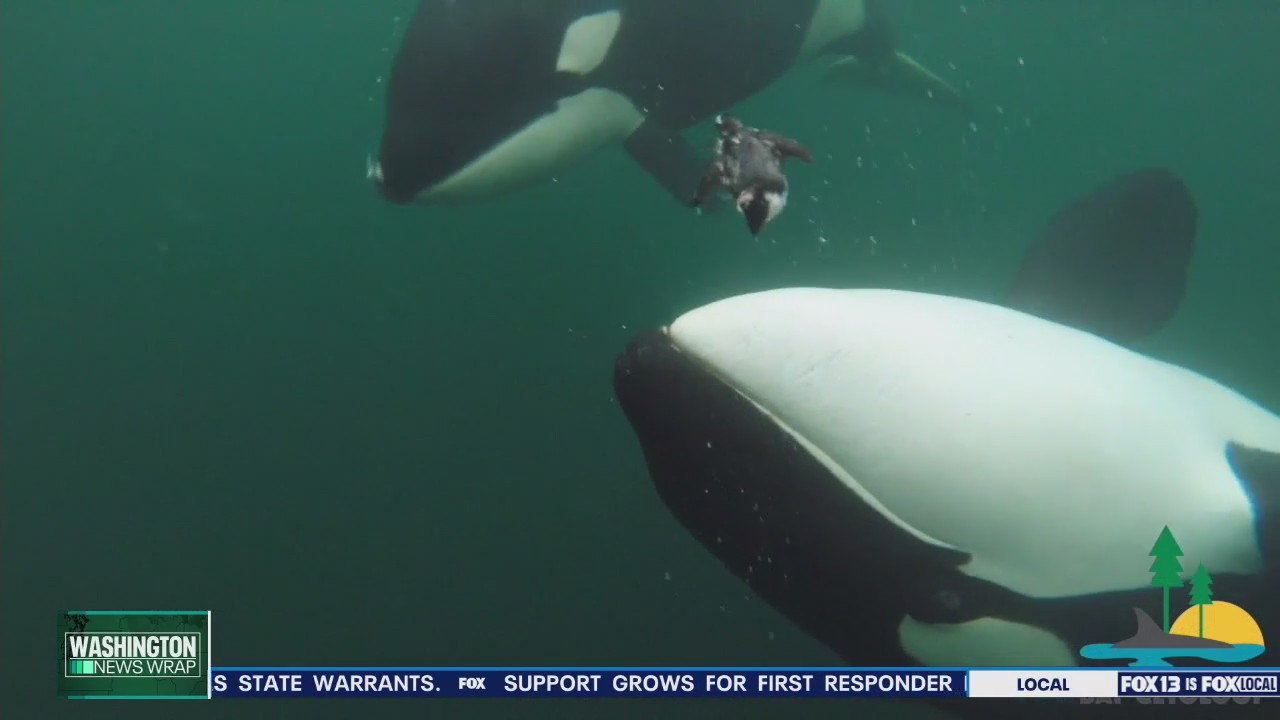 Orcas share food with humans, other animals: study