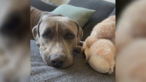 Pet of the Weekend: Jeff