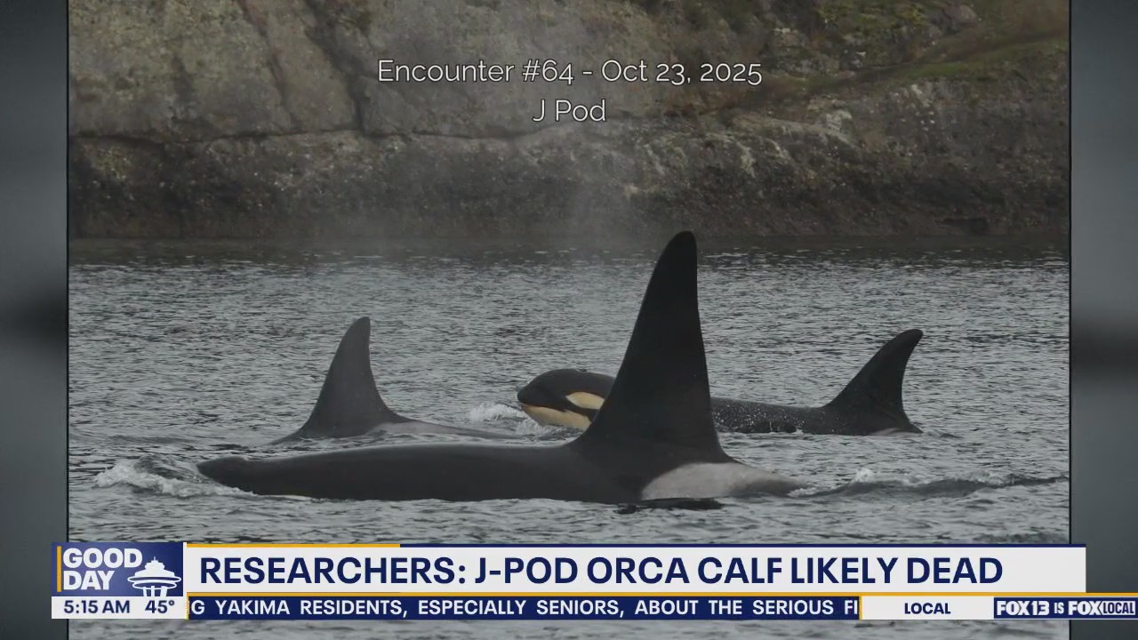 J-Pod orca calf in WA believed to be dead.