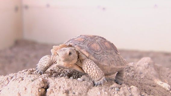 Arizona Game and Fish still looking for people to adopt desert tortoises