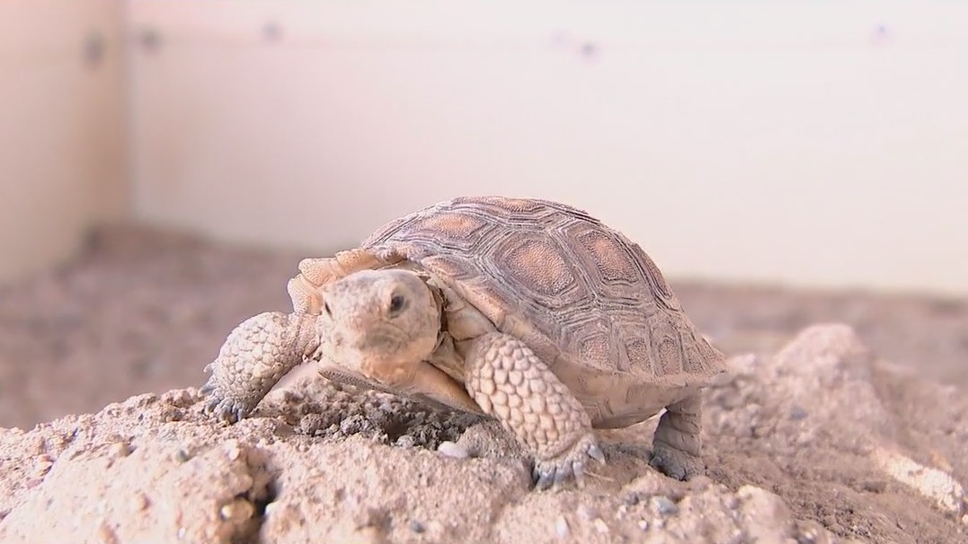 Arizona Game and Fish still looking for people to adopt desert tortoises