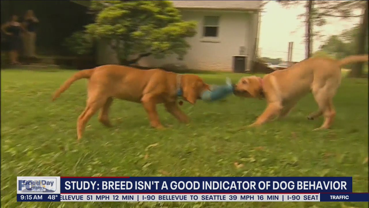 Breed isn't a good indicator of dog behavior, study finds