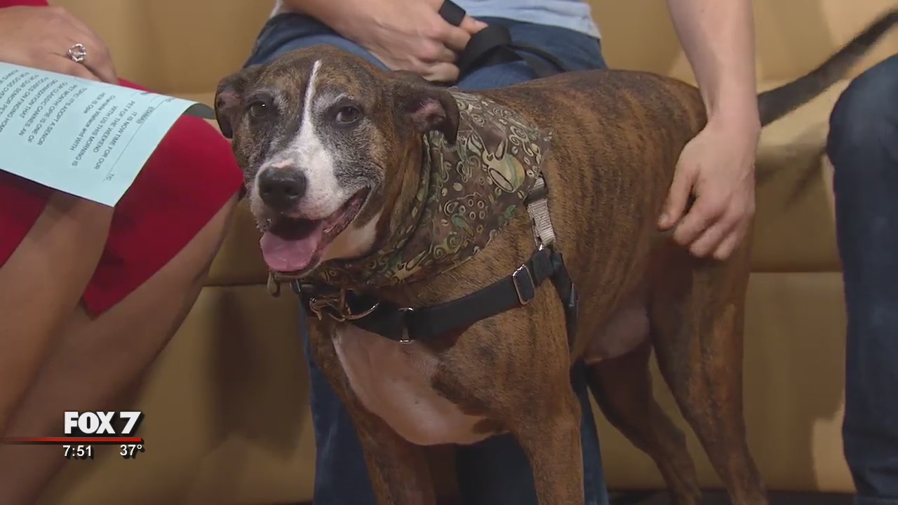 Pet of the Weekend: Opie