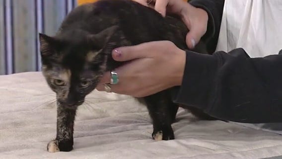 Meet Zuri: Our Pet of the Day