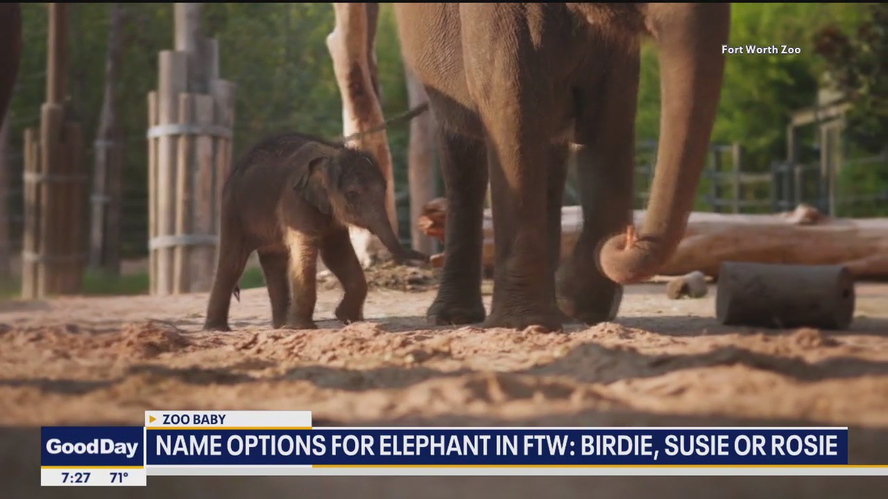 Help name the new baby elephant at Fort Worth Zoo