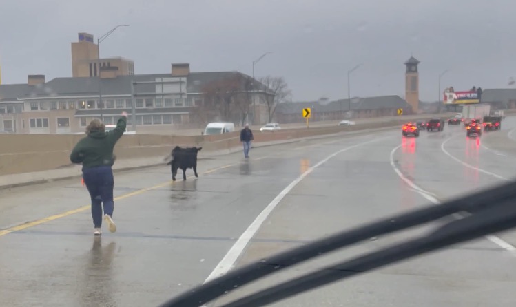 Cow runs wild on Michigan freeway