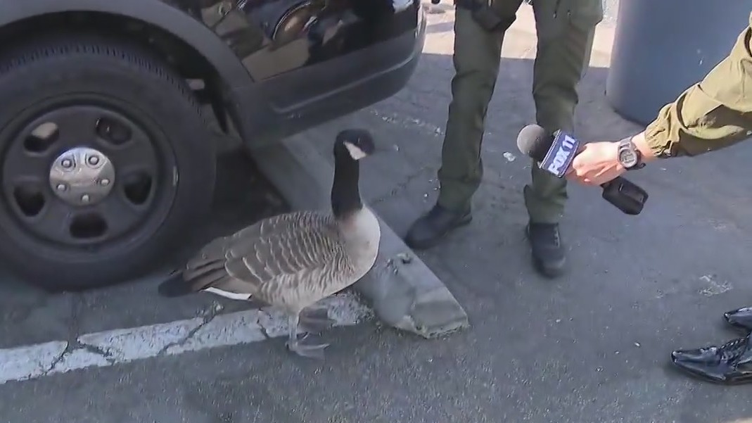LASD Goose 'Sgt. Hank' goes live on Good Day LA