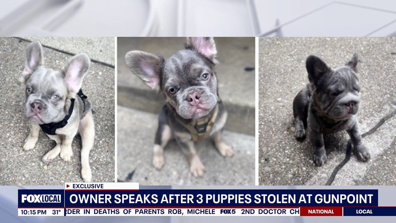 DC police searching for 3 French bulldog puppies reportedly stolen from owner