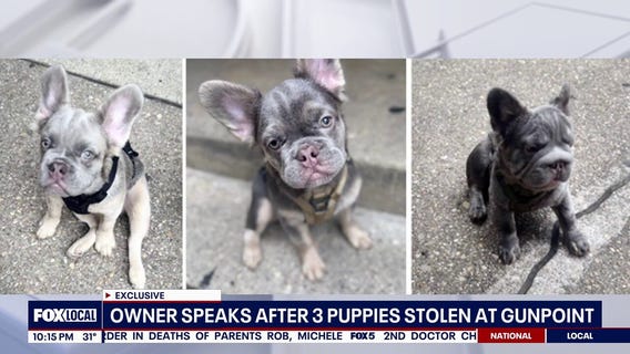 DC police searching for 3 French bulldog puppies reportedly stolen from owner