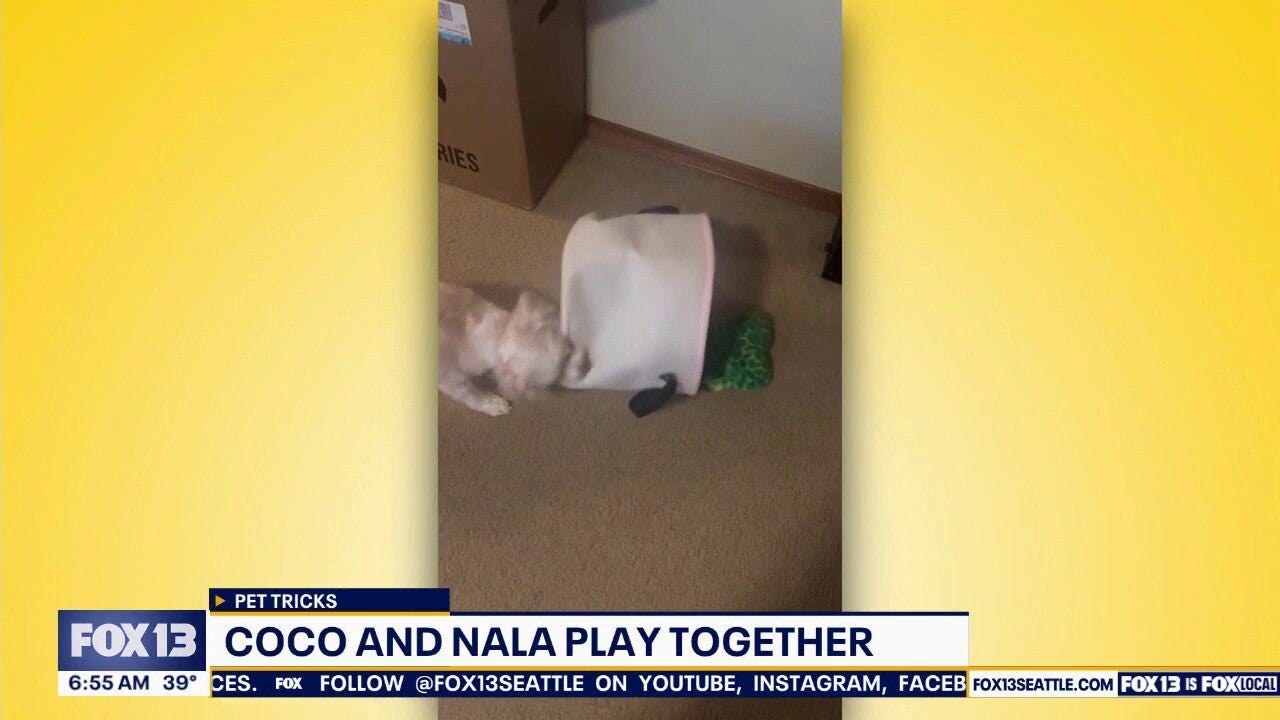 Pet Tricks for Friday, December 19