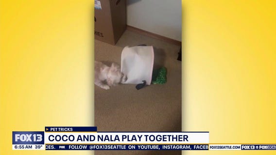 Pet Tricks for Friday, December 19