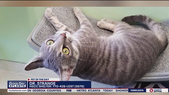 Pet of the Day from the Humane Society of Cobb County