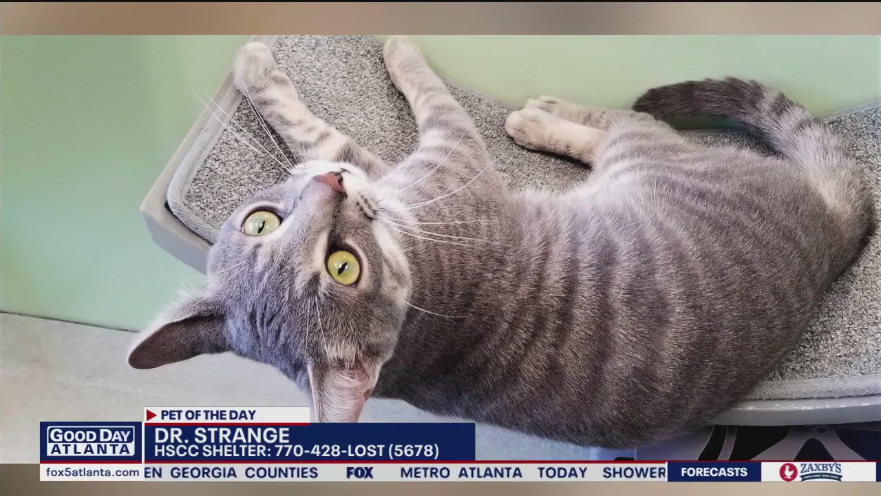 Pet of the Day from the Humane Society of Cobb County