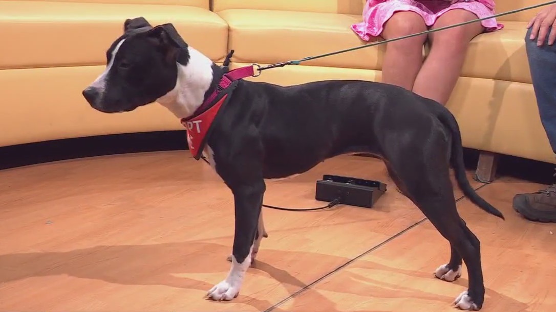 Adopt Eiar at Austin Pets Alive!