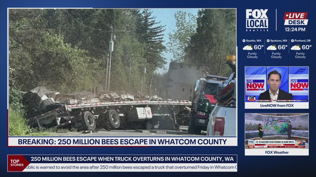 250 million bees escape when truck overturns in WA