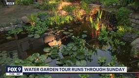 Minnesota water garden tour runs through Sunday