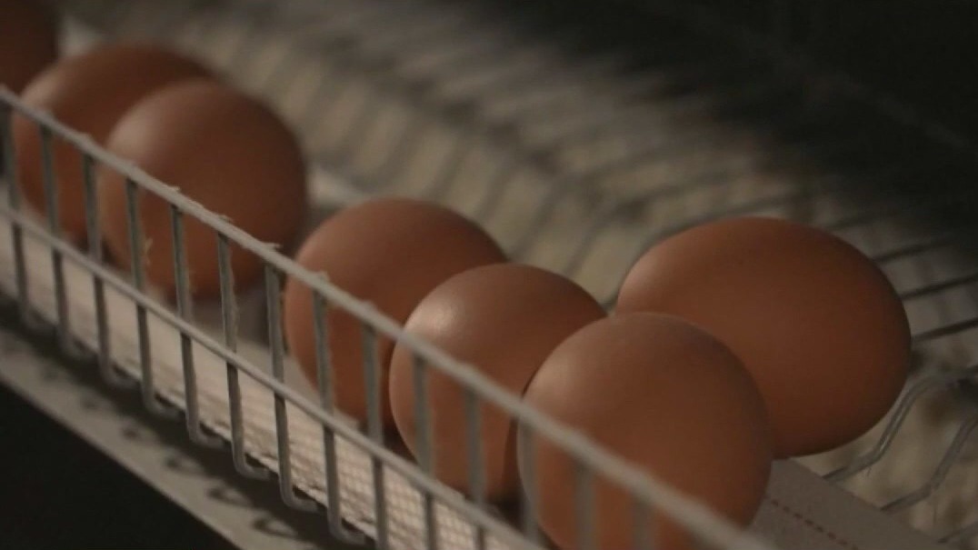 Egg prices fall for the first time in months