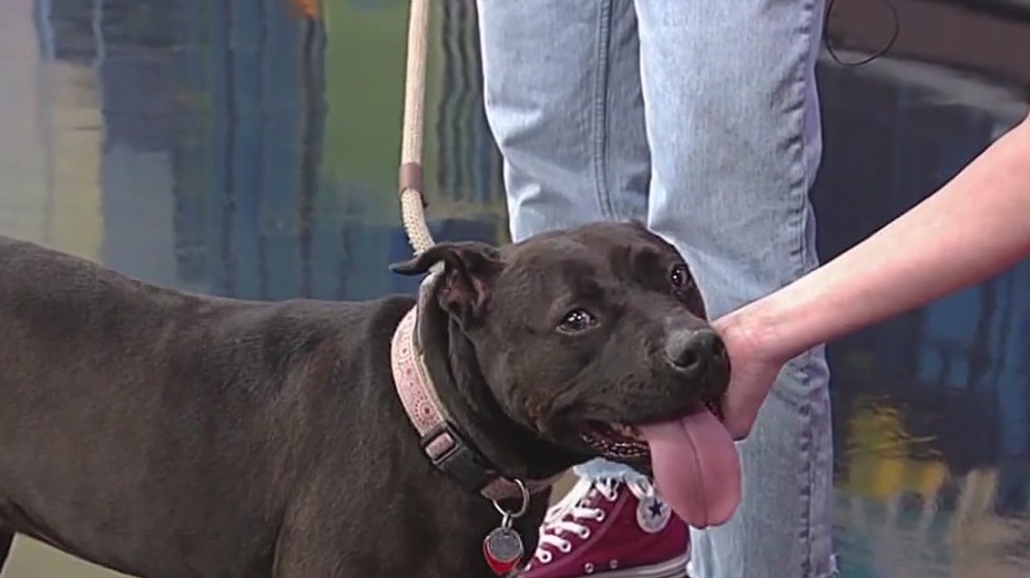 Meet Jeda: Our Pet of the Day