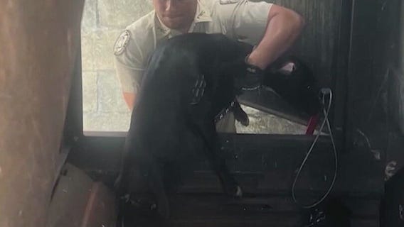 Community rallies around dog rescued from Daytona trash compactor