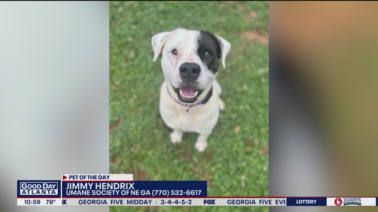 Pet of the Day from the Humane Society of NE Georgia