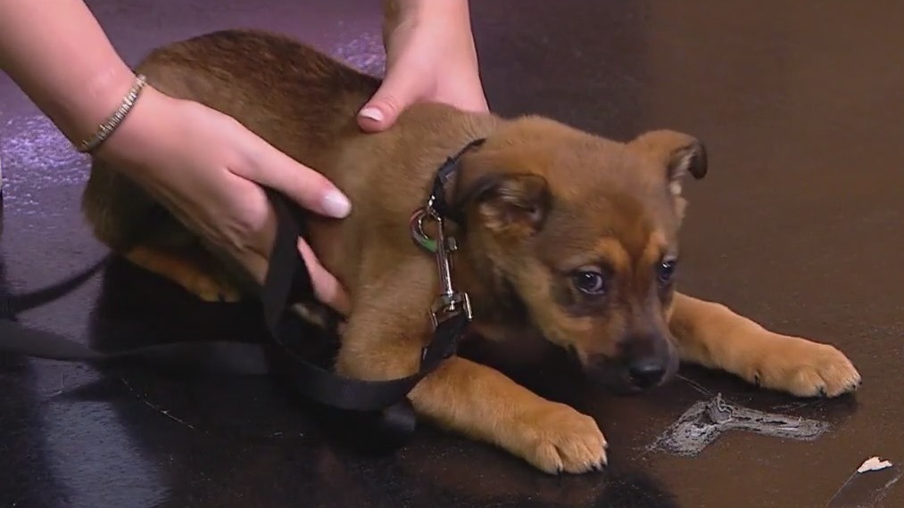 PAWS Chicago rolls out fresh lineup of adoption events