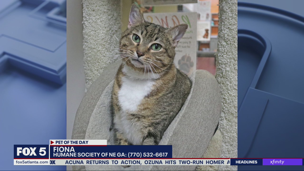 Pet of the Day from Humane Society