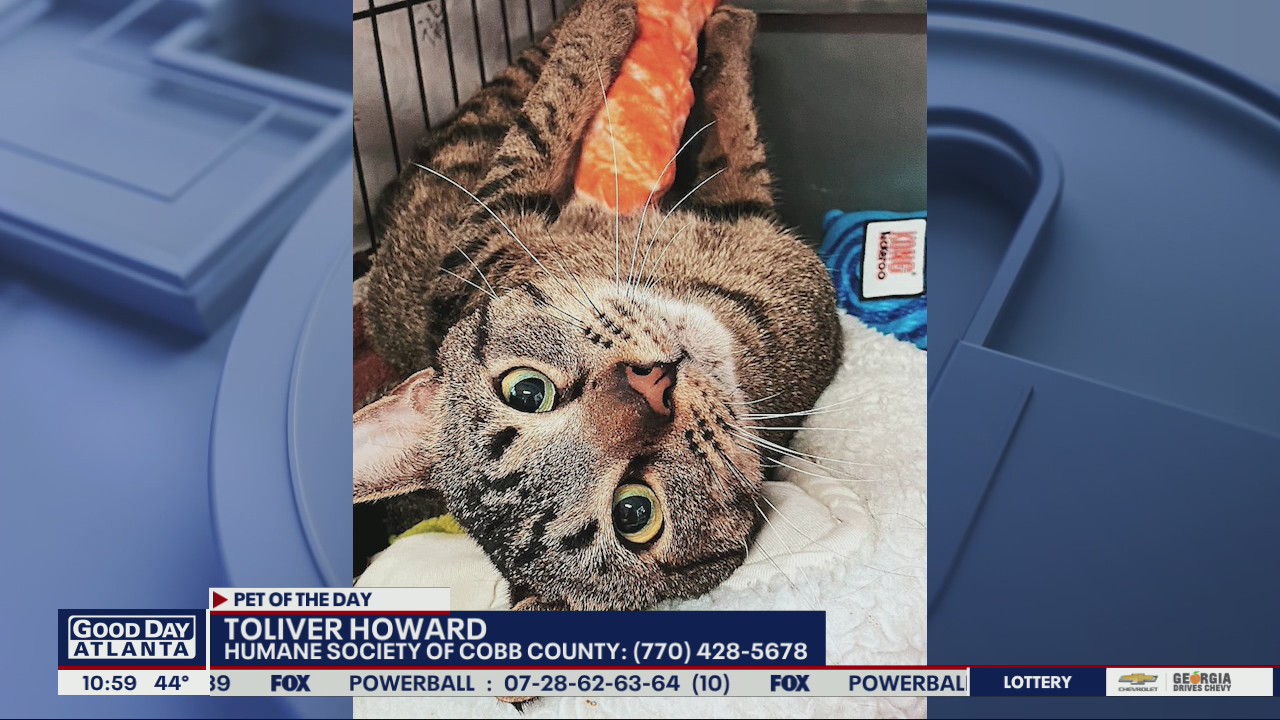 Pet of the Day from the Humane Society of Cobb County