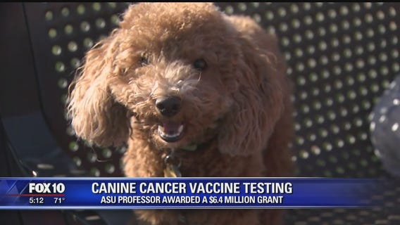 ASU professor awarded $6.4M grant to test canine cancer vaccines