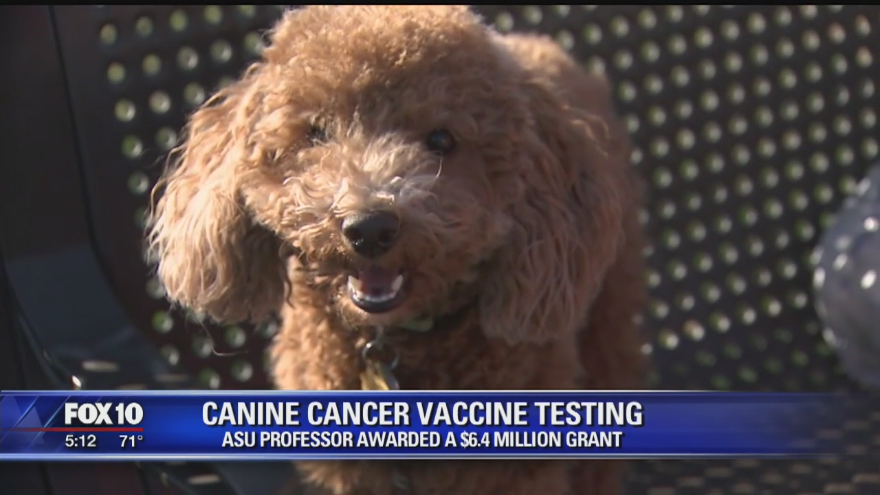 ASU professor awarded $6.4M grant to test canine cancer vaccines