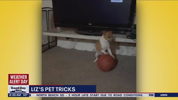 Liz's Pet Tricks for Thursday, December 1