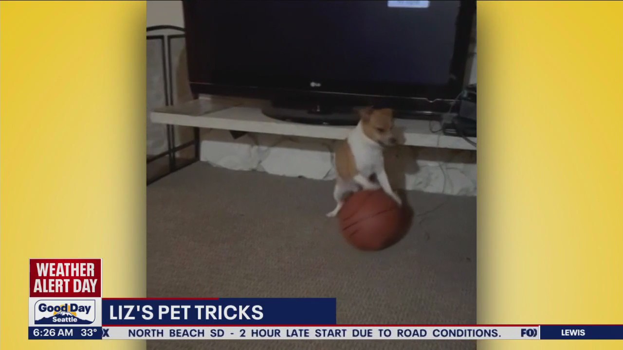 Liz's Pet Tricks for Thursday, December 1