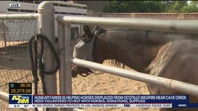 Hunkapi Farms helping horses displaced from Ocotillo Fire in Cave Creek