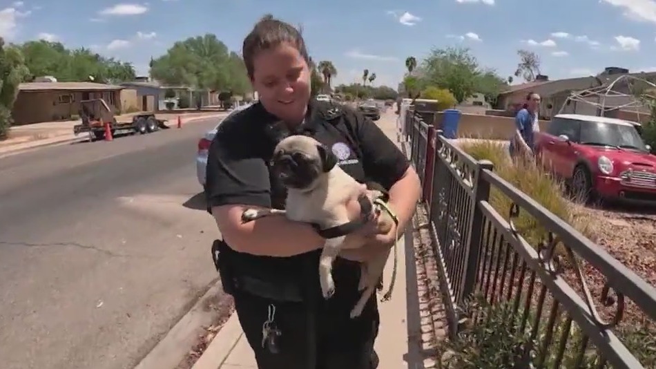 Ride-along with field officers helping animals in the heat