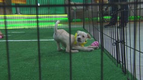 Meet some of the 2019 Puppy Bowl competitors