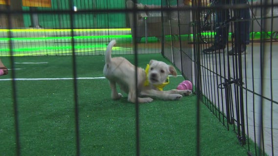 Meet some of the 2019 Puppy Bowl competitors