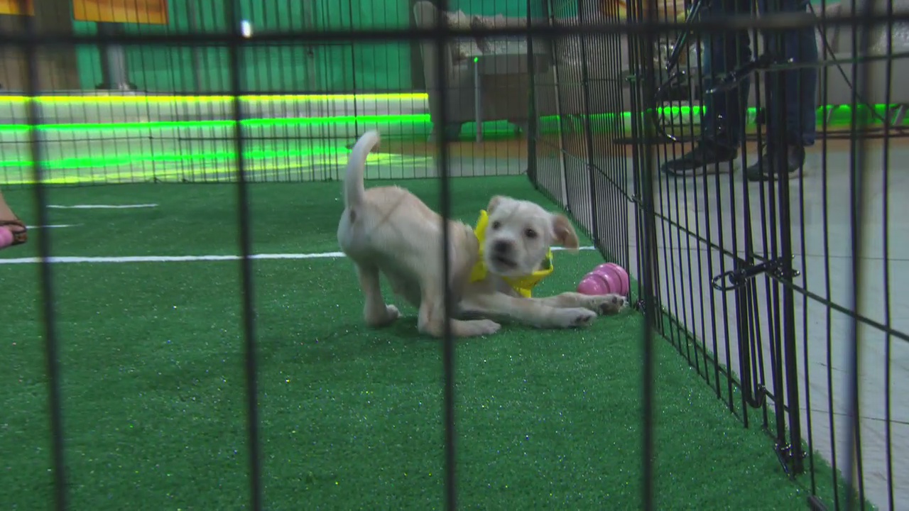 Meet some of the 2019 Puppy Bowl competitors