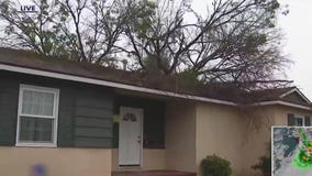 Tree falls on Panorama City home
