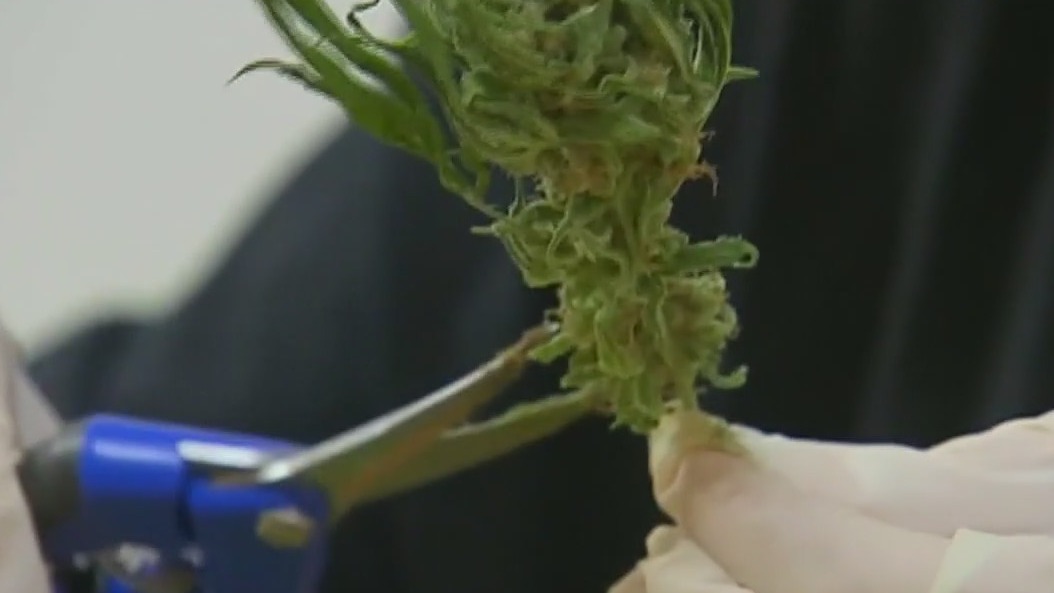 Cannabis use spikes among teenagers