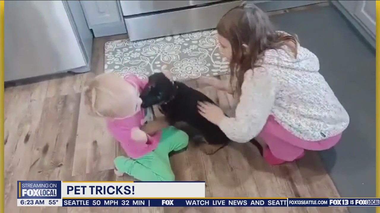 Pet Tricks for Thursday, September 12