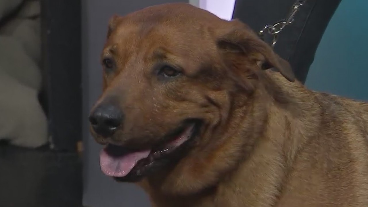 Pet of the Week: Gemma