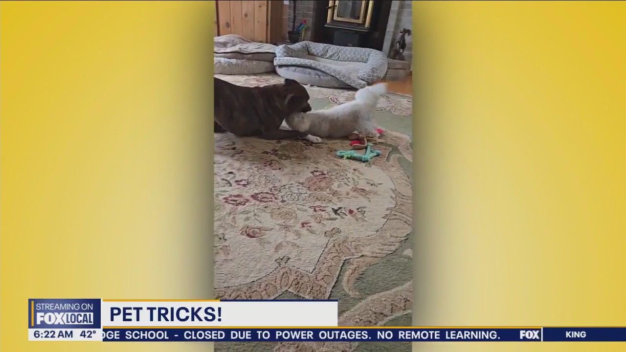 Pet Tricks for Thursday, November 21
