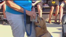 Helping Paws service dogs show off skills at the fair